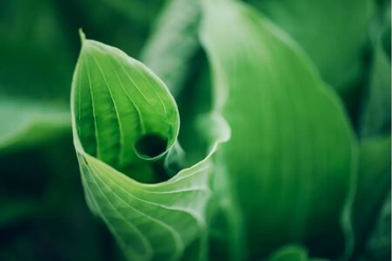 © Envato - jchizhe